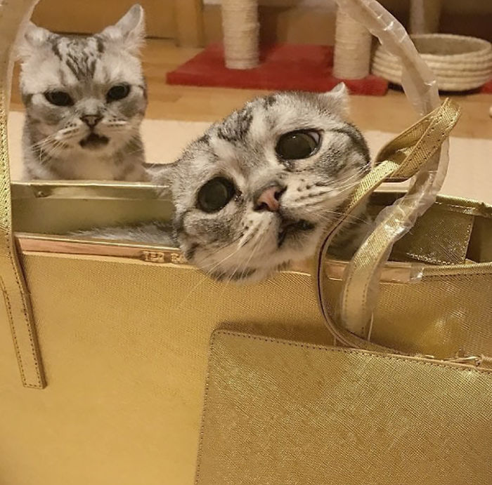 saddest-cat-luhu-maggie-16