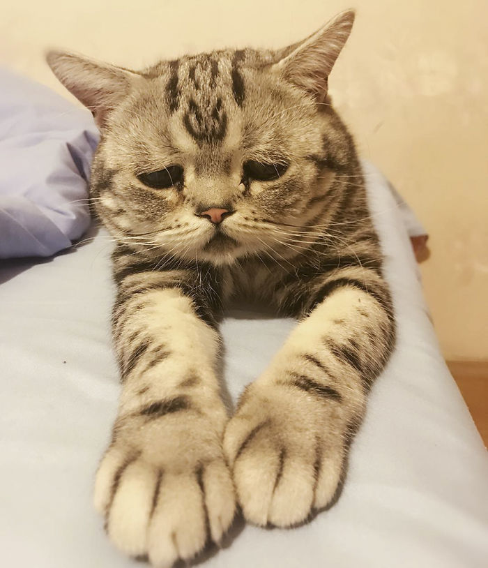 saddest-cat-luhu-maggie-17