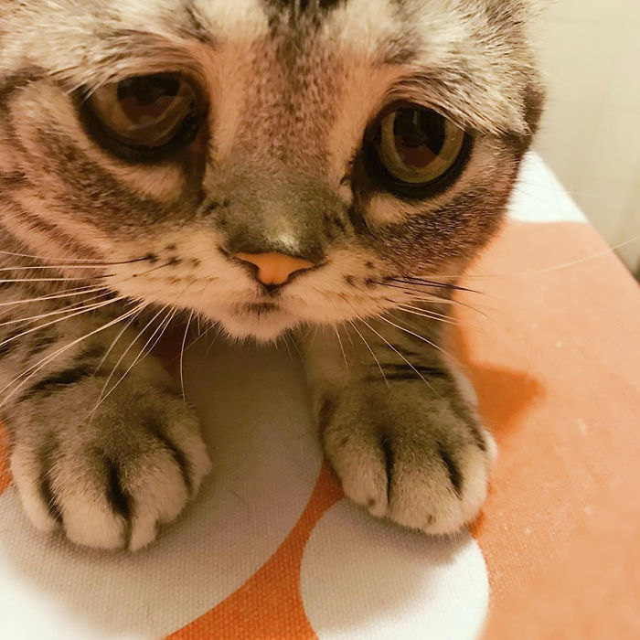 saddest-cat-luhu-maggie-18
