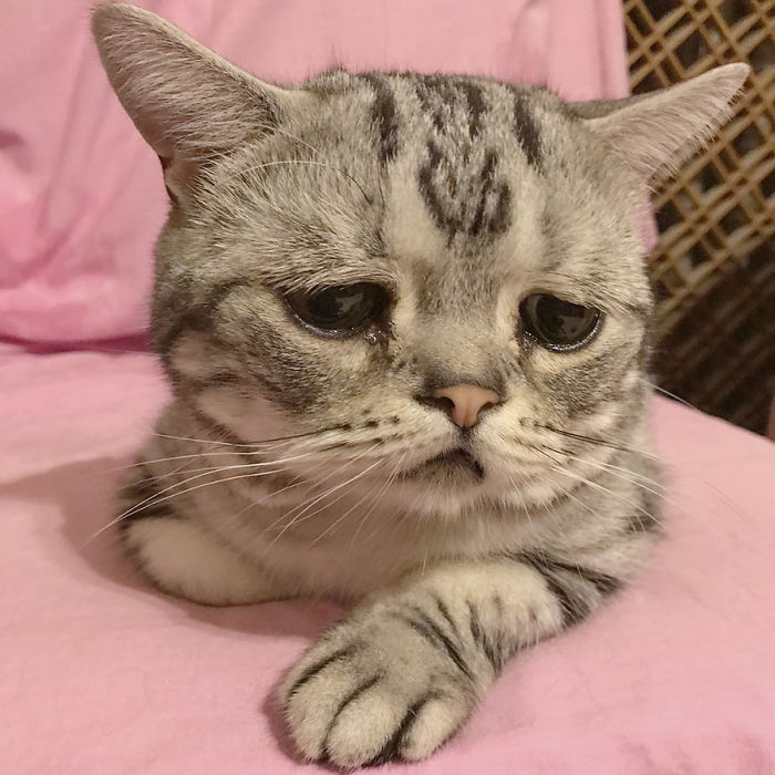 saddest-cat-luhu-maggie-2