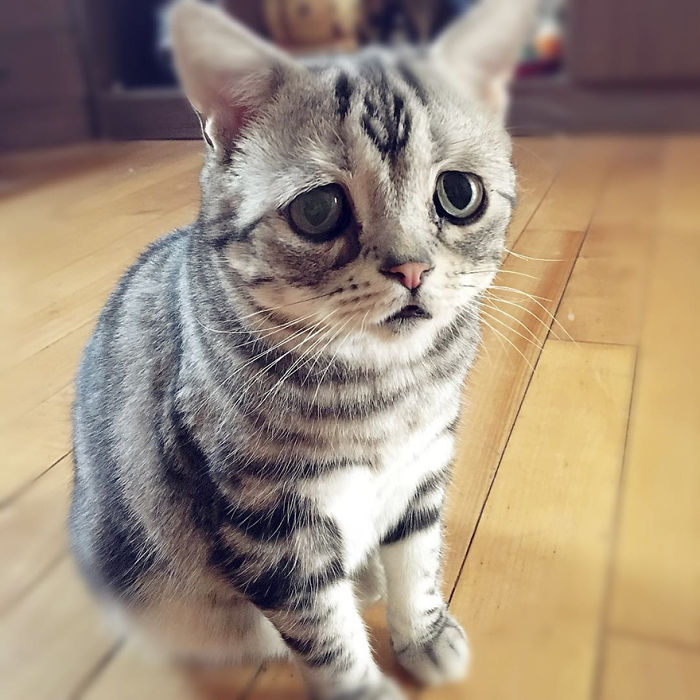 saddest-cat-luhu-maggie-20