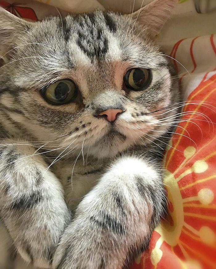 saddest-cat-luhu-maggie-21