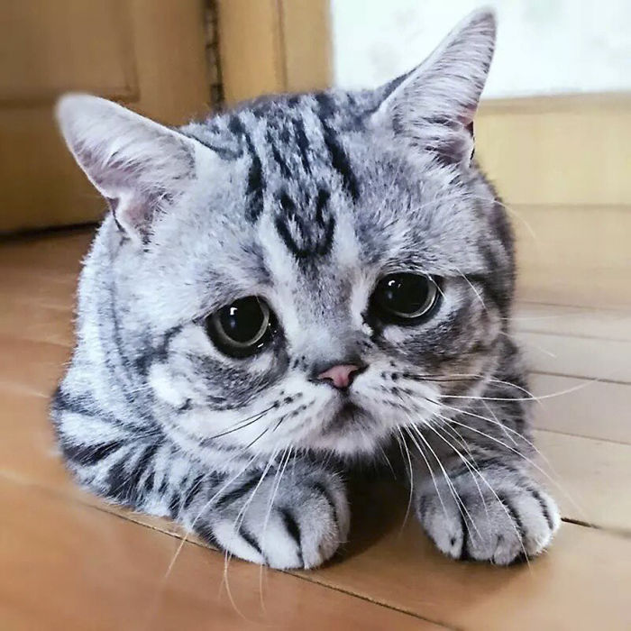 saddest-cat-luhu-maggie-22