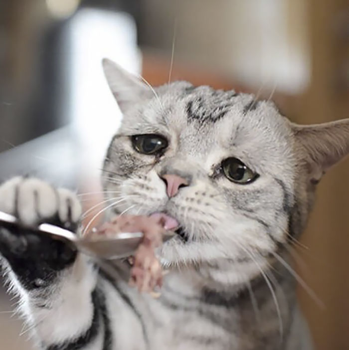 saddest-cat-luhu-maggie-23