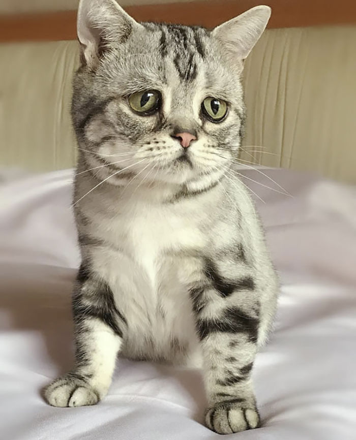 saddest-cat-luhu-maggie-24