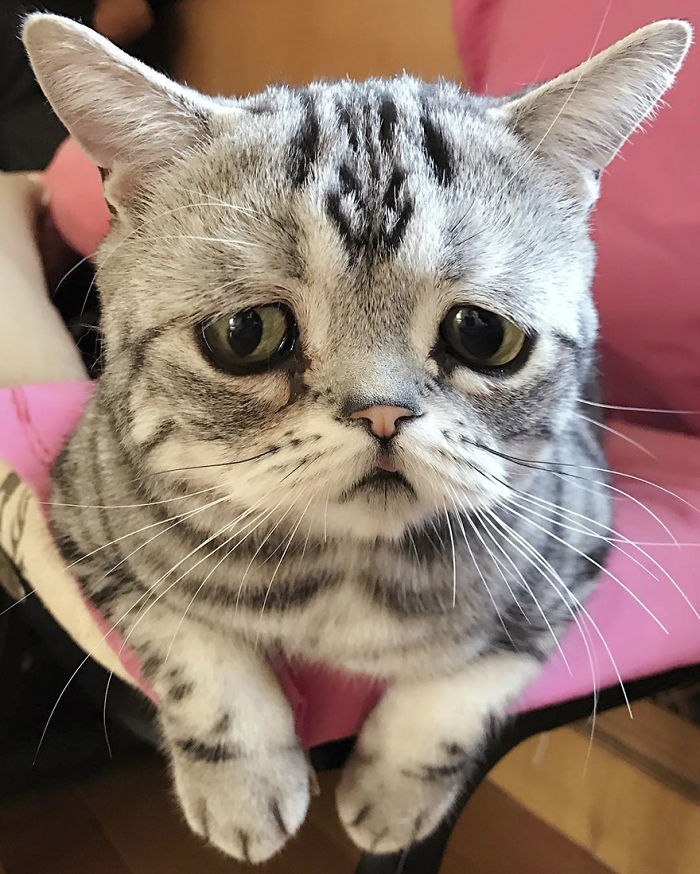 saddest-cat-luhu-maggie-25