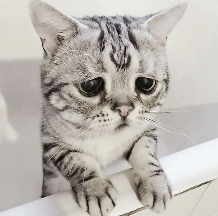 saddest-cat-luhu-maggie-3