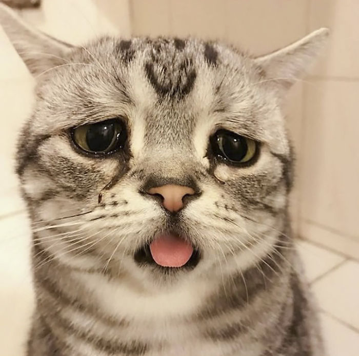 saddest-cat-luhu-maggie-4