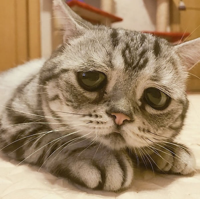 saddest-cat-luhu-maggie-5