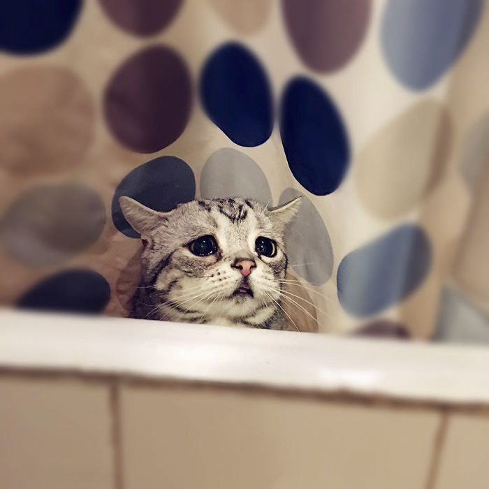 saddest-cat-luhu-maggie-7