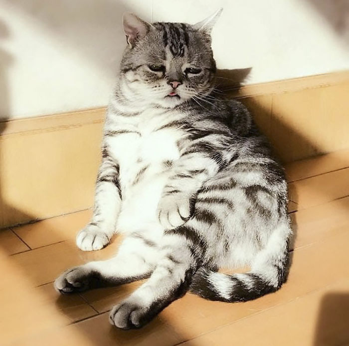 saddest-cat-luhu-maggie-8