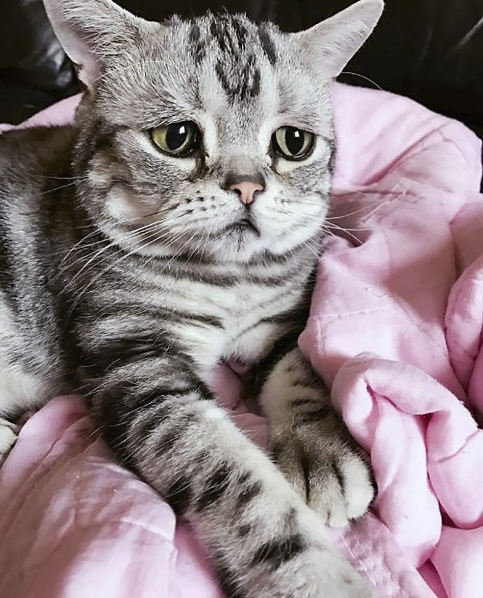 saddest-cat-luhu-maggie-9