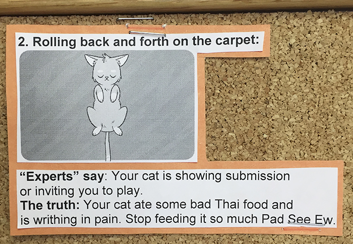 vet-cat-explanations-2