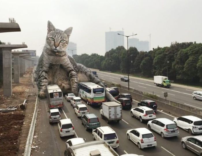 cat-giants-10