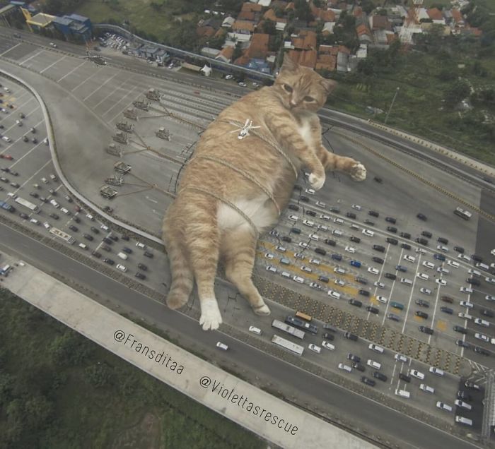 cat-giants-5