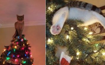 18+ Cats That Enjoy Destroying Christmas…