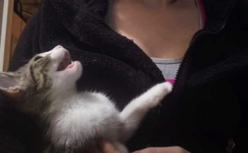 Adorable Kitten Demands Petting in The Cutest Way Possible
