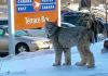 Wild Lynx Meets the Crazy Cat Lady Whisperer!