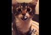 This Little Kitten Just Woke Up and She’s Telling Us All About It!