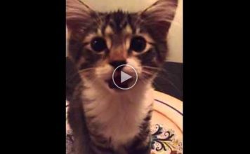 This Little Kitten Just Woke Up and She’s Telling Us All About It!