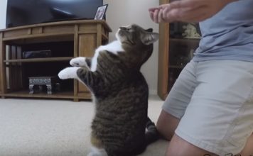 Cat Lives For "Trust Falls" With His Owner, Hilarious!