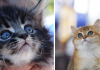 What Your Kittens Are Truly Saying With Those Cute Little Stares…