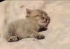 This Teeny-Tiny Kitten Will Melt Your Heart!
