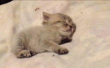 This Teeny-Tiny Kitten Will Melt Your Heart!