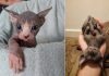 20+ Hairless Cats Who Prove You Don’t Need Fur To Be Cuddly