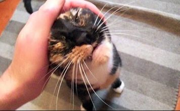 If You Don’t Have Cats In Your Life, You’re Really Missing Out!