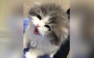 Fluffy Kitten Has the Cutest of Squeaks!