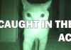 What Cats Do At Night…