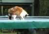 Hilarious Cat On A Trampoline