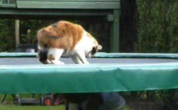 Hilarious Cat On A Trampoline