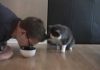Man Pretends To Eat Cat’s Food And The Cat’s Response Is Priceless!