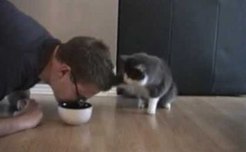 Man Pretends To Eat Cat’s Food And The Cat’s Response Is Priceless!
