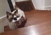 Cat Delivers Her Own Bag of Treats To Her Human – Nothing Like Dropping A Subtle Hint