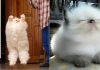 18+ Cats That Give A Whole New Meaning To Fluffy Cats