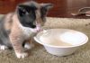 Little Calico Kitten Falls Asleep While Drinking Her Milk