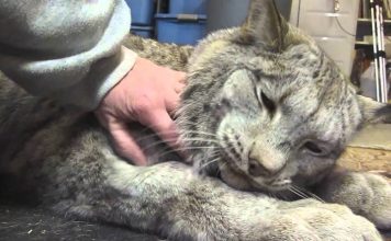 Meet Max The Canadian Lynx – He’s a Big Baby
