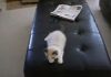 Ragdoll Kitten Completely Loses His Mind on Ottoman