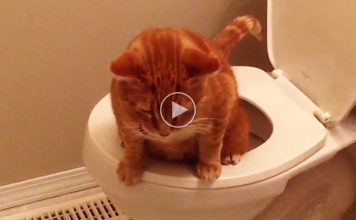 Why Cats Are Better Than Dogs