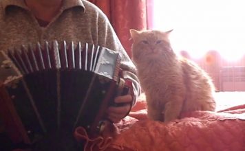 Kitty Loves It When His Human Plays the Accordion!