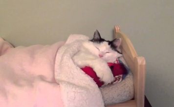 Cat Sleeps Every Night In A Tiny Human Bed