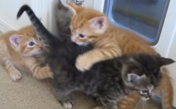Funny Interaction Of A Dog Breaking Up A Kitten Fight