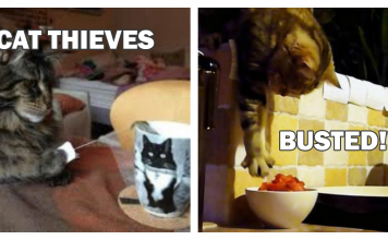 12+ Cats That Prove They’re Thieves Undercover