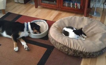 20 Truths All Cat Owners Have Come To Accept