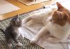 Meet Ohagi – A Cute Kitten Getting to Know his Forever Home