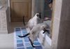 She’s Trying To Take A Shower, But Her Siamese Cats Won’t Allow It!
