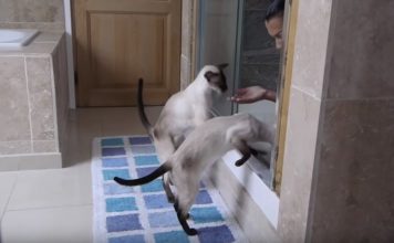 She’s Trying To Take A Shower, But Her Siamese Cats Won’t Allow It!